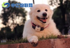 什么是寵物定位物聯(lián)網(wǎng)卡？寵物定位用哪種物聯(lián)卡好？
